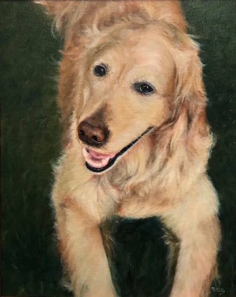 golden retreiver pet portrait